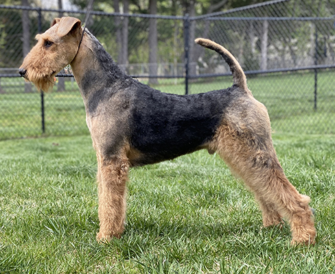 Coldstream airedales sales